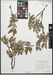 Foto von Salix glaucosericea Flod.